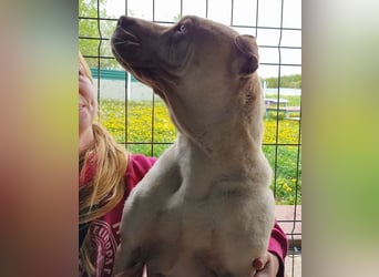 ♥KEIKO♥ unglaublich verschmuste, liebevolle Hündin 49 cm