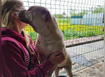 ♥KEIKO♥ unglaublich verschmuste, liebevolle Hündin 49 cm