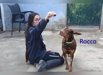 Rocco geb. 10/2022 (ESP) - Schokoladenfarbiger, loyaler Hundekumpel!