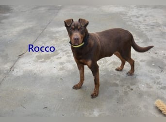 Rocco geb. 10/2022 (ESP) - Schokoladenfarbiger, loyaler Hundekumpel!