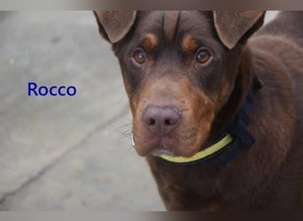 Rocco geb. 10/2022 (ESP) - Schokoladenfarbiger, loyaler Hundekumpel!