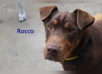 Rocco geb. 10/2022 (ESP) - Schokoladenfarbiger, loyaler Hundekumpel!