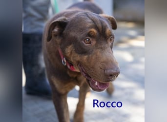 Rocco geb. 10/2022 (ESP) - Schokoladenfarbiger, loyaler Hundekumpel!