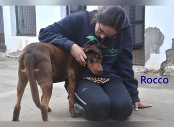 Rocco geb. 10/2022 (ESP) - Schokoladenfarbiger, loyaler Hundekumpel!