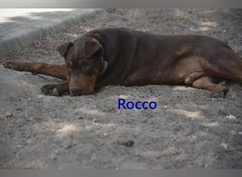 Rocco geb. 10/2022 (ESP) - Schokoladenfarbiger, loyaler Hundekumpel!