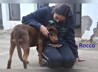 Rocco geb. 10/2022 (ESP) - Schokoladenfarbiger, loyaler Hundekumpel!