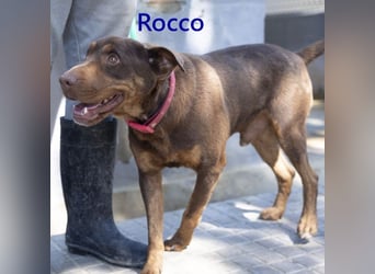 Rocco geb. 10/2022 (ESP) - Schokoladenfarbiger, loyaler Hundekumpel!
