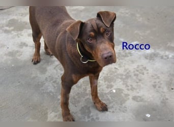 Rocco geb. 10/2022 (ESP) - Schokoladenfarbiger, loyaler Hundekumpel!