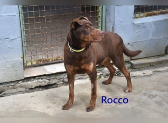 Rocco geb. 10/2022 (ESP) - Schokoladenfarbiger, loyaler Hundekumpel!