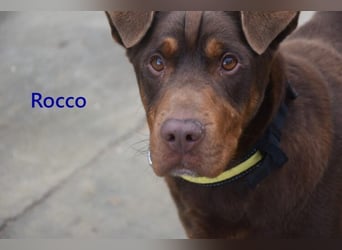 Rocco geb. 10/2022 (ESP) - Schokoladenfarbiger, loyaler Hundekumpel!