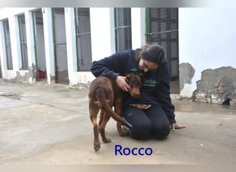 Rocco geb. 10/2022 (ESP) - schokoladenfarbiger, freundlicher Hundemann!