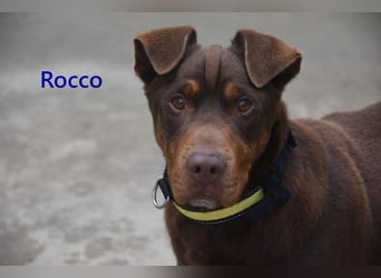 Rocco geb. 10/2022 (ESP) - Schokoladenfarbiger, loyaler Hundekumpel!