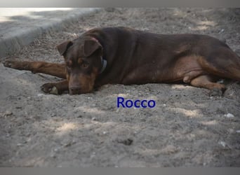 Rocco geb. 10/2022 (ESP) - Schokoladenfarbiger, loyaler Hundekumpel!