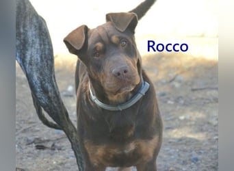 Rocco geb. 10/2022 (ESP) - Schokoladenfarbiger, loyaler Hundekumpel!