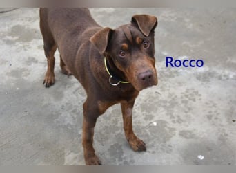 Rocco geb. 10/2022 (ESP) - Schokoladenfarbiger, loyaler Hundekumpel!