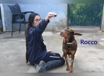 Rocco geb. 10/2022 (ESP) - Schokoladenfarbiger, loyaler Hundekumpel!