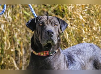 Wunderschöne Jooma - seit August im Tierheim in Portugal – 2026 soll sich alles ändern…