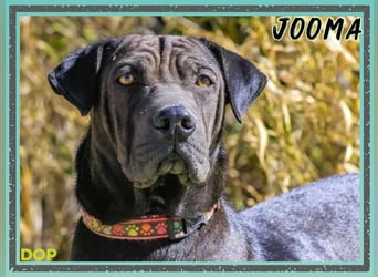 •• J•O•O•M•A •• Sehr Unkompliziert und Super Lieb ❣️