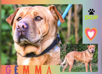 SHAR-PEI MIX ♦️GEMMA♦️ in der Cantinho da Milu ⏳ 3/2026
