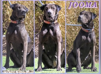 •• J•O•O•M•A •• Sehr Unkompliziert und Super Lieb ❣️