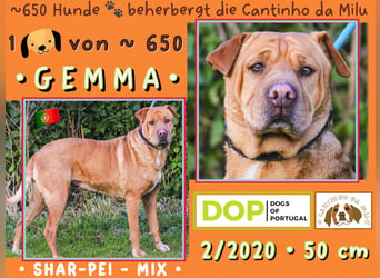 | GEMMA | wartet in der Cantinho da Milu ⏳ auf ihr Glück ⏳ seit 3/2026