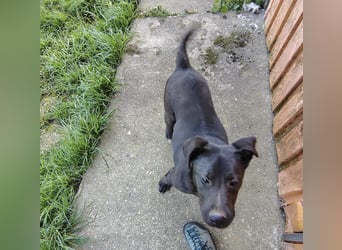 Bart ein freundlicher Hundebub