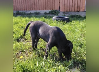 Bart ein freundlicher Hundebub