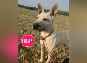 Chiara die wunderhübsche
