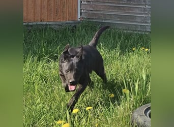 Bart ein freundlicher Hundebub