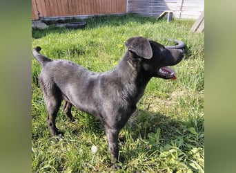 Bart ein freundlicher Hundebub