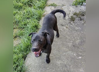 Bart ein freundlicher Hundebub