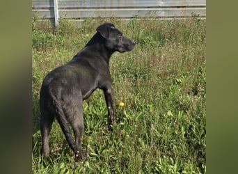 Bart ein freundlicher Hundebub