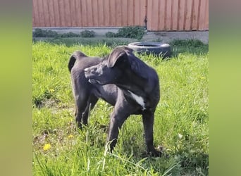 Bart ein freundlicher Hundebub