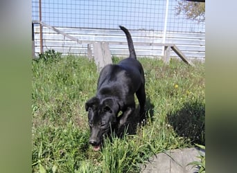 Bart ein freundlicher Hundebub