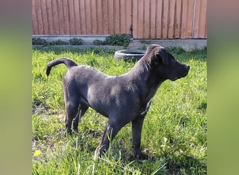 Bart ein freundlicher Hundebub