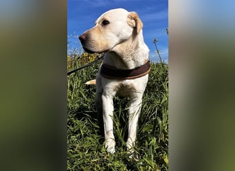 Lapo – neugierig und freundlich