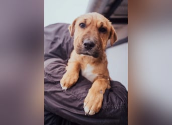 Anubis – Charakterhund mit einer sensiblen Seele
