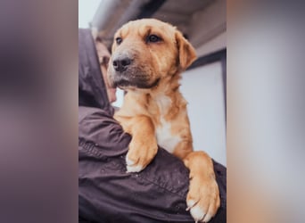 Anubis – Charakterhund mit einer sensiblen Seele