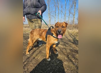 Anubis – Charakterhund mit einer sensiblen Seele