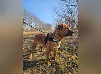 Anubis – Charakterhund mit einer sensiblen Seele