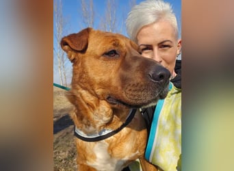 Anubis – Charakterhund mit einer sensiblen Seele