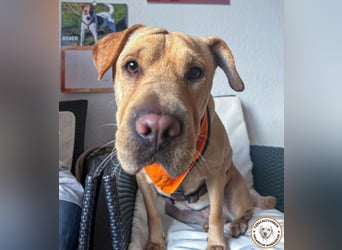 Eliza sucht ihr Für-immer-Zuhause   Eliza sucht ihr Für-immer-Zuhause