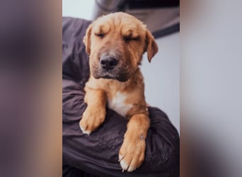 Anubis – Charakterhund mit einer sensiblen Seele