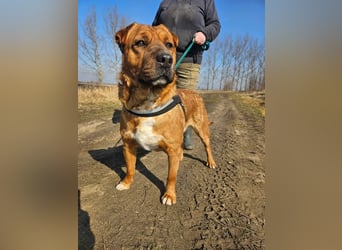 Anubis – Charakterhund mit einer sensiblen Seele