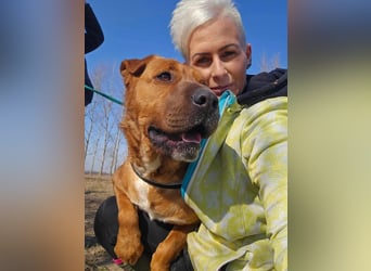 Anubis – Charakterhund mit einer sensiblen Seele