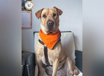 Eliza sucht ihr Für-immer-Zuhause   Eliza sucht ihr Für-immer-Zuhause