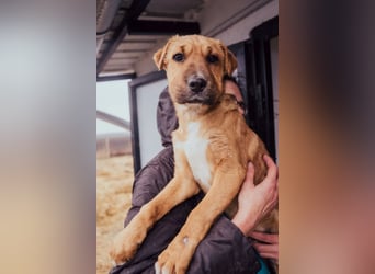 Anubis – Charakterhund mit einer sensiblen Seele