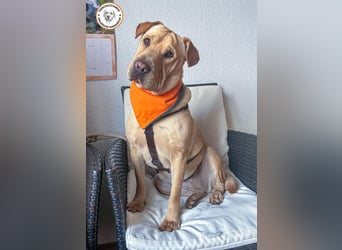 Eliza sucht ihr Für-immer-Zuhause   Eliza sucht ihr Für-immer-Zuhause