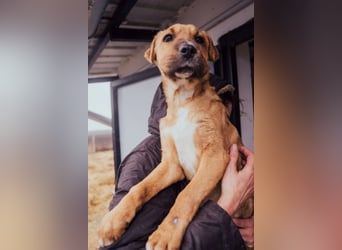 Anubis – Charakterhund mit einer sensiblen Seele
