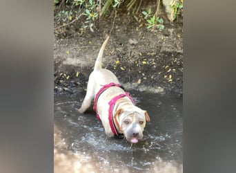 Chapi (Spanien) – ein verschmuster Wonneproppen – sucht neues Zuhause